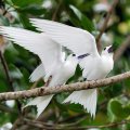 The fairy tern